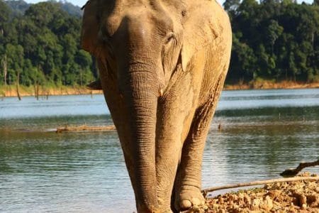 Eine faszinierende 2 Tage Khao Sok Thailand Wildlife Safari Tour