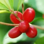 IMG 4047 150x150 jpeg