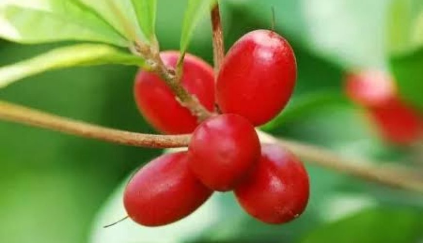 MIRACULIN – A SPECIAL PLANT