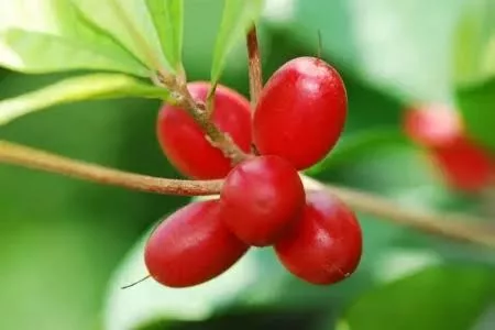 MIRACULIN – A SPECIAL PLANT